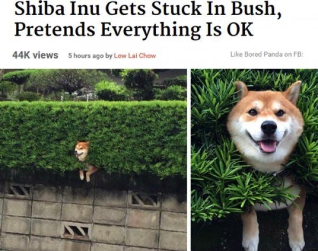 Shiba Inu Gets Stuck In Bush Pretends Everything Is OK 44K views
