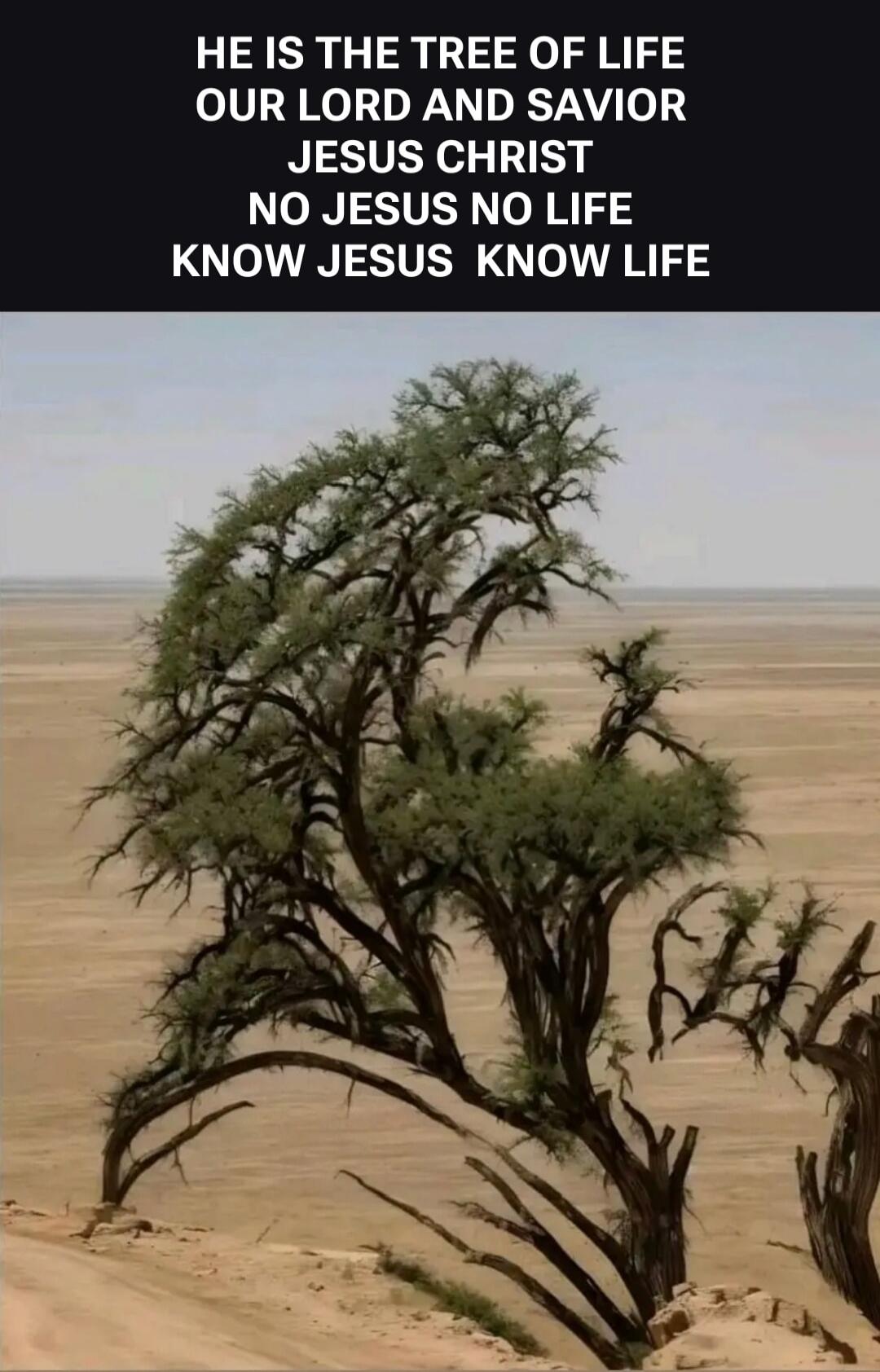 HE IS THE TREE OF LIFE OUR LORD AND SAVIOR JESUS CHRIST NO JESUS NO LIFE KNOW JESUS KNOW LIFE