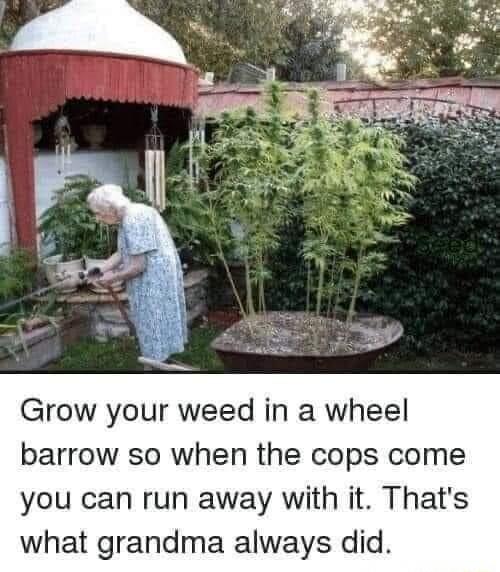 Grow your weed in a wheel barrow so when the cops come you can run away with it Thats what grandma always did