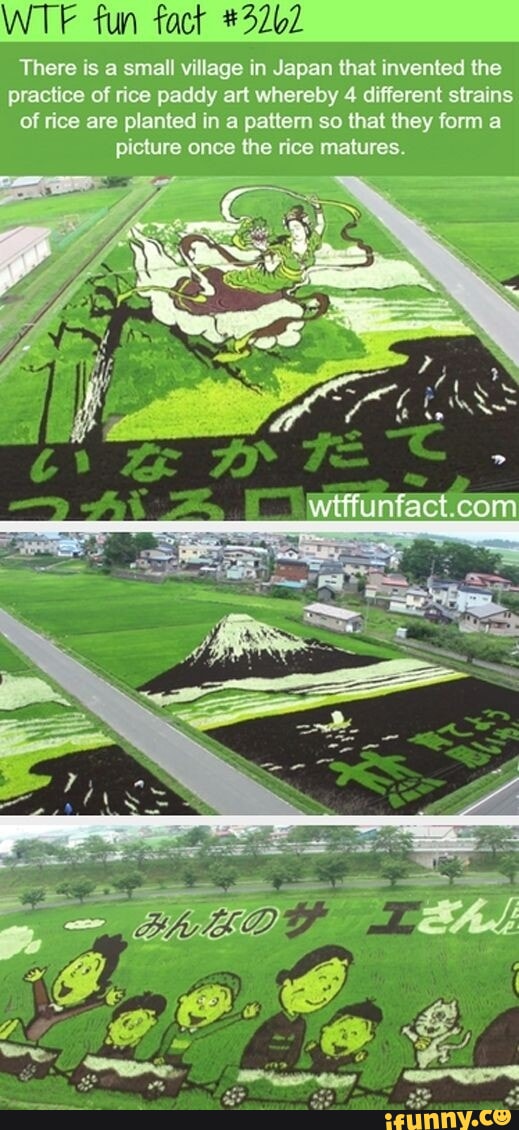 WTF fun fact 3262 LGRS R EURVIET R N ET L R GE I G RG T practice of rice paddy art whereby 4 different strains of rice are planted in a pattern so that they form a picture once the rice matures