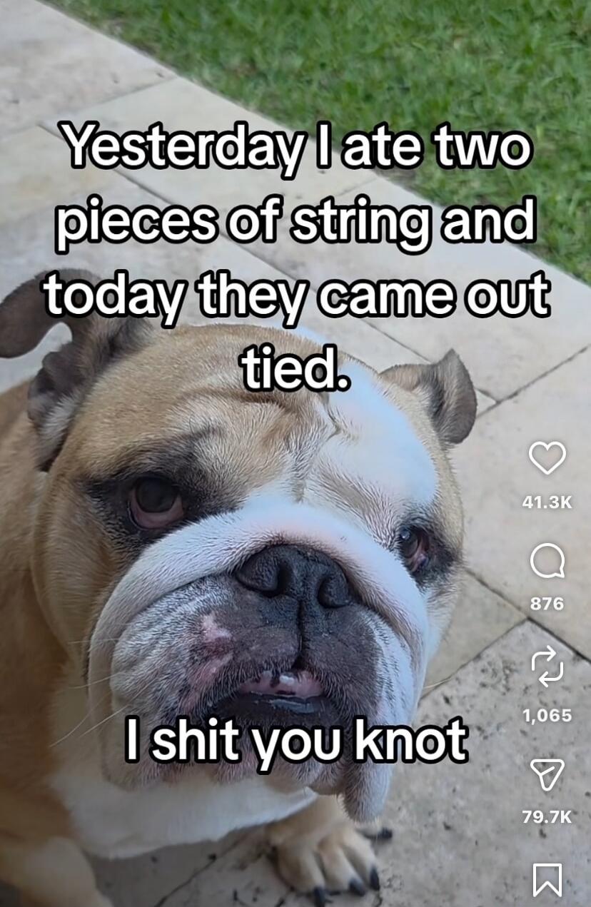 Yesterday I ate two pieces of string and today they came out tied. I shit you knot.