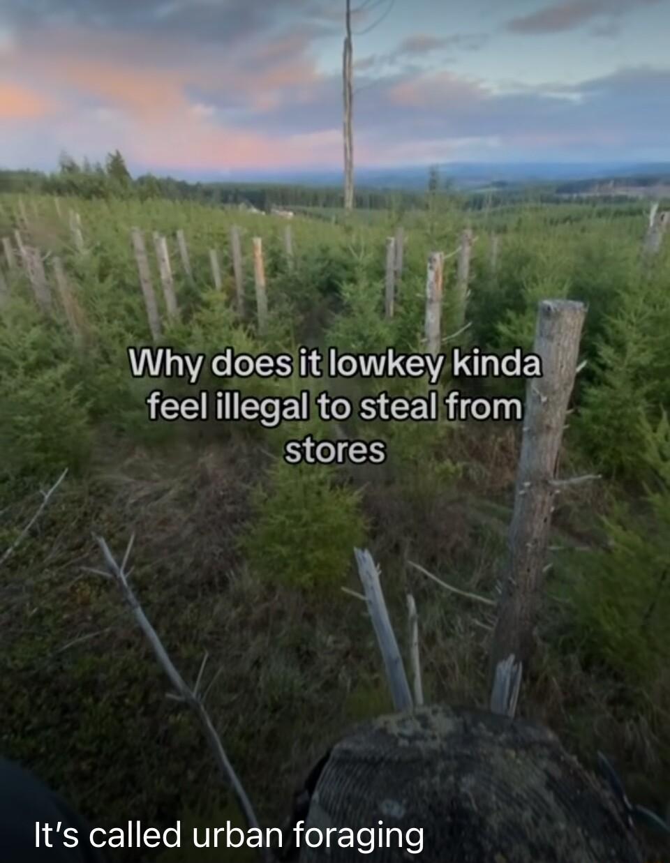 i Why doesiit Iowky kindaa LCEHIE RS CE fromz S0IES y Its called urban foraging