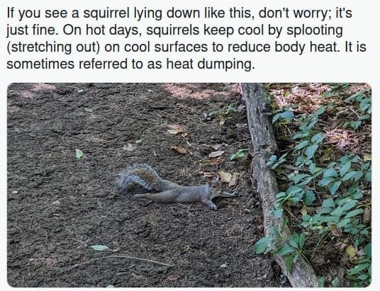 NYC Parks g YCPe If you see a squirrel lying down like this dont worry its just fine On hot days squirrels keep cool by splooting stretching out on cool surfaces to reduce body heat It is sometimes referred to as heat dumping