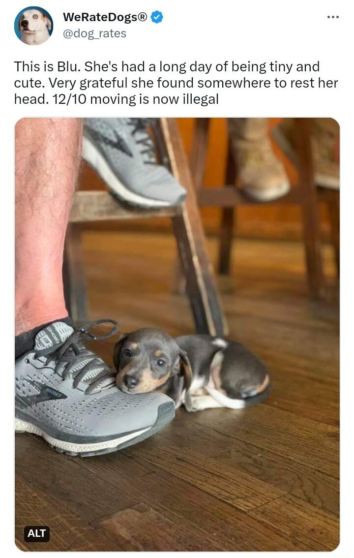 WeRateDogs dog rates This is Blu Shes had a long day of being tiny and cute Very grateful she found somewhere to rest her head 1210 moving is now illegal