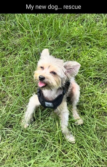 My new dog... rescue