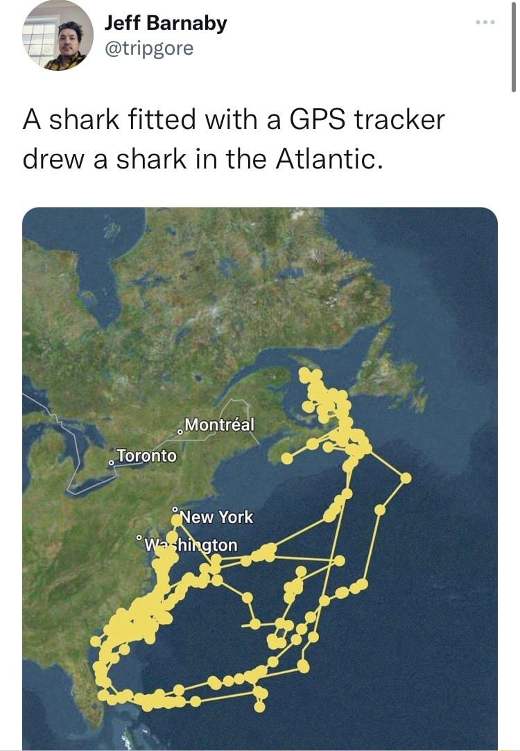 A shark fitted with a GPS tracker drew a shark in the Atlantic Montral _Toronto o X gew York i hoion