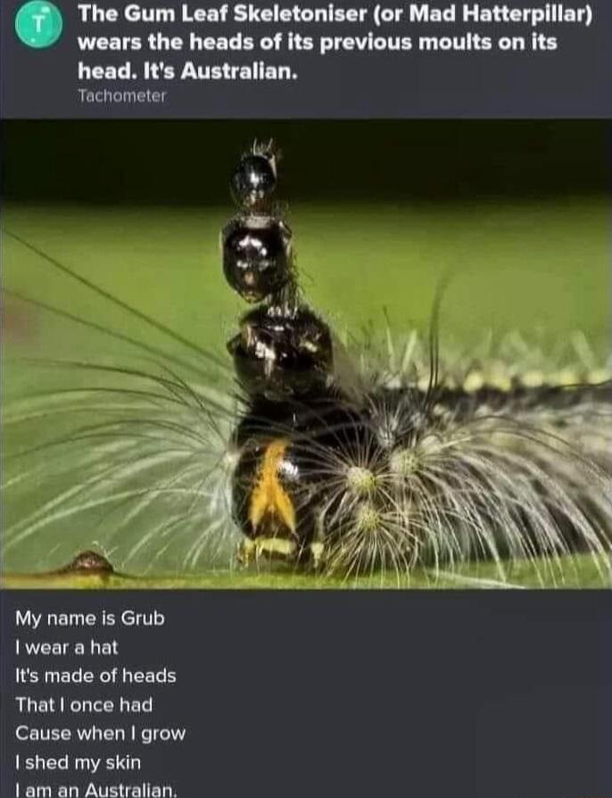 The Gum Leaf Skeletoniser or Mad Hatterpillar wears the heads of its previous moults on its head Its Australian Tachometer My name is Grub Iwear a hat Its made of heads That once had Cause when grow 1 shed my skin PPSREG SN