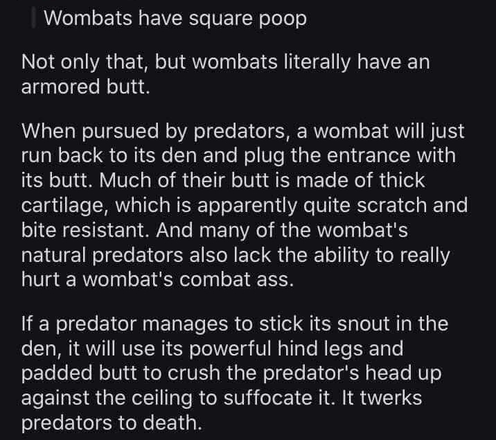 o 1 Award Wombats have square poop Not only that but wombats literally have an armored butt When pursued by predators a wombat will just run back to its den and plug the entrance with its butt Much of their butt is made of thick cartilage which is apparently quite scratch and bite resistant And many of the wombats natural predators also lack the ability to really hurt a wombats combat ass If a pre