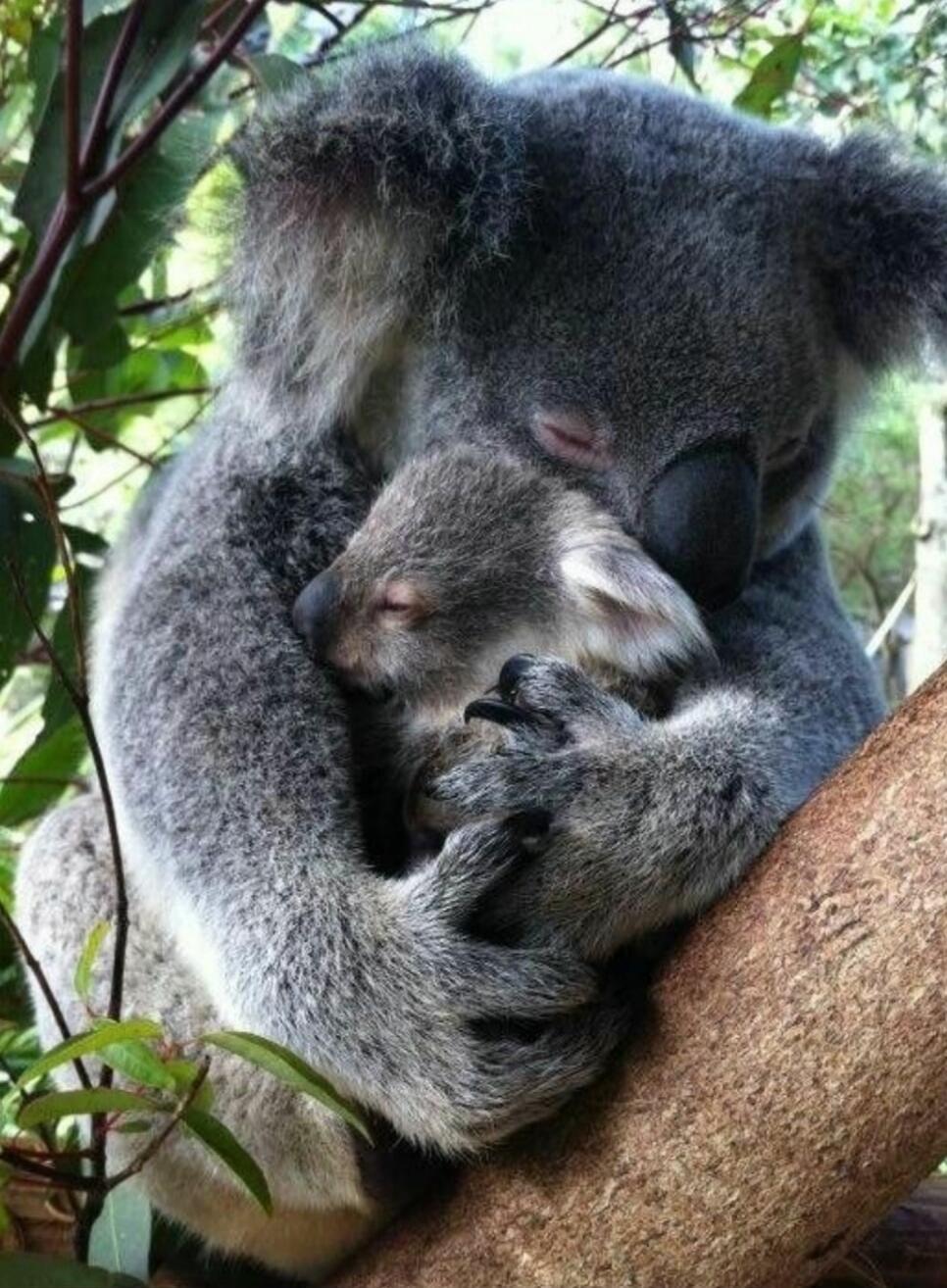 A mother koala cradling a baby koala on a tree branch