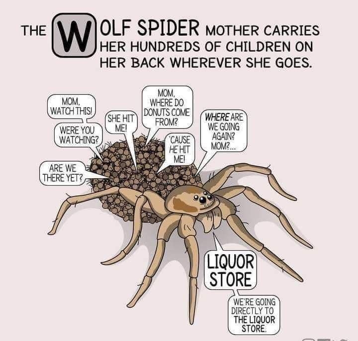 THE OLF SPIDER MOTHER CARRIES HER HUNDREDS OF CHILDREN ON HER BACK WHEREVER SHE GOES AHEARN zoodrawscomiccom