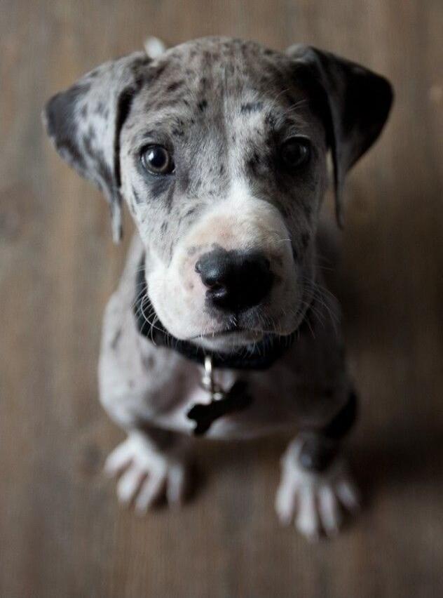 A small merle-colored puppy looking up at the camera.