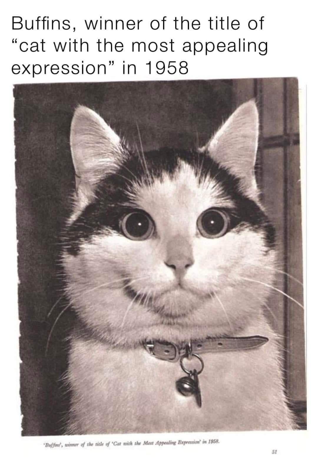 Buffins winner of the title of cat with the most appealing expression in 1958