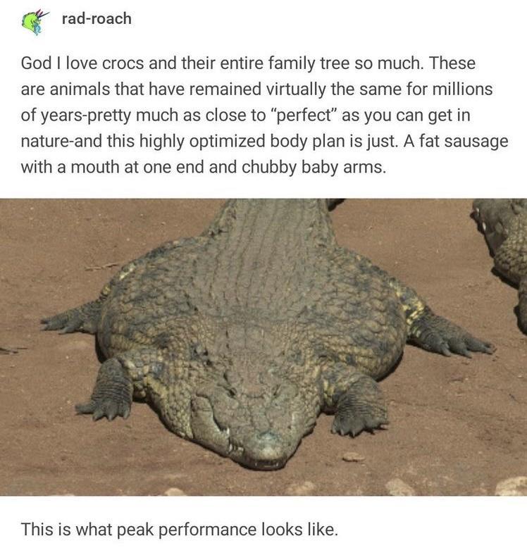 rad roach God love crocs and their entire family tree so much These are animals that have remained virtually the same for millions of years pretty much as close to perfect as you can get in nature and this highly optimized body plan is just A fat sausage with a mouth at one end and chubby baby arms This is what peak performance looks like