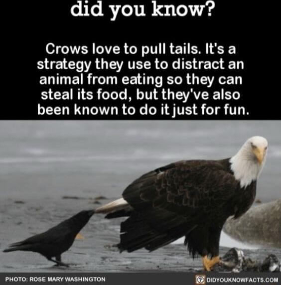 eileRfelil asle 4g RN IR T R ET EN BE G RGERTELR G E TG D ELETR T EEE G R G EVRGE steal its food but theyve also been known to do it just for fun
