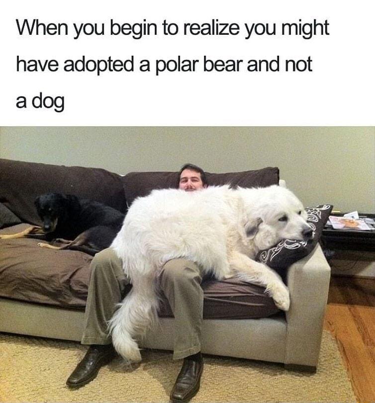 When you begin to realize you might have adopted a polar bear and not adog