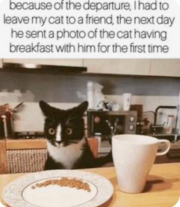 because of the departure had to leave my catto a friend the next day he sent a photo of the cat having breakfast with him for the first time