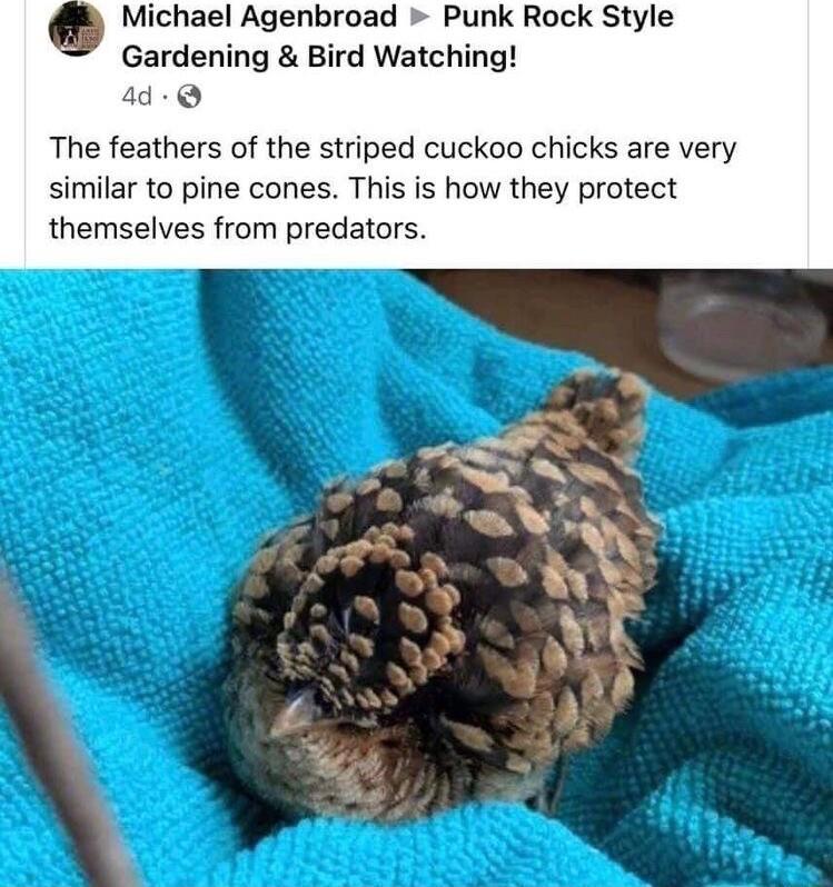 b Michael Agenbroad Punk Rock Style Gardening Bird Watching 4 The feathers of the striped cuckoo chicks are very similar to pine cones This is how they protect themselves from predators
