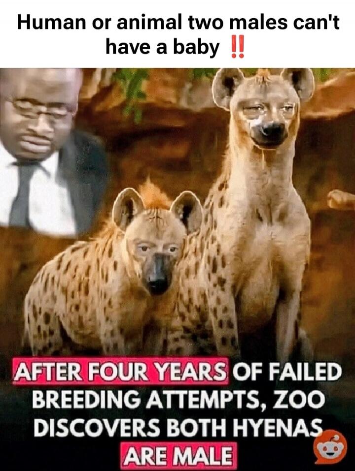 Human or animal two males can't have a baby !! AFTER FOUR YEARS OF FAILED BREEDING ATTEMPTS, ZOO DISCOVERS BOTH HYENAS ARE MALE