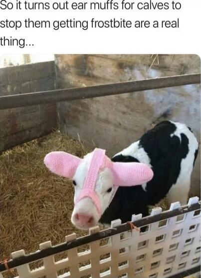 So it turns out ear muffs for calves to stop them getting frostbite are a real thing...