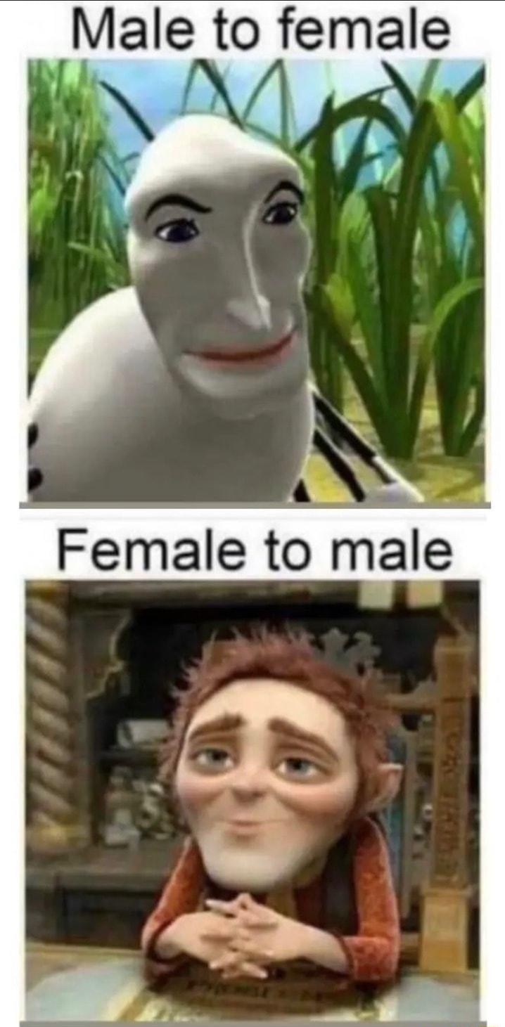 Male to female Female to male