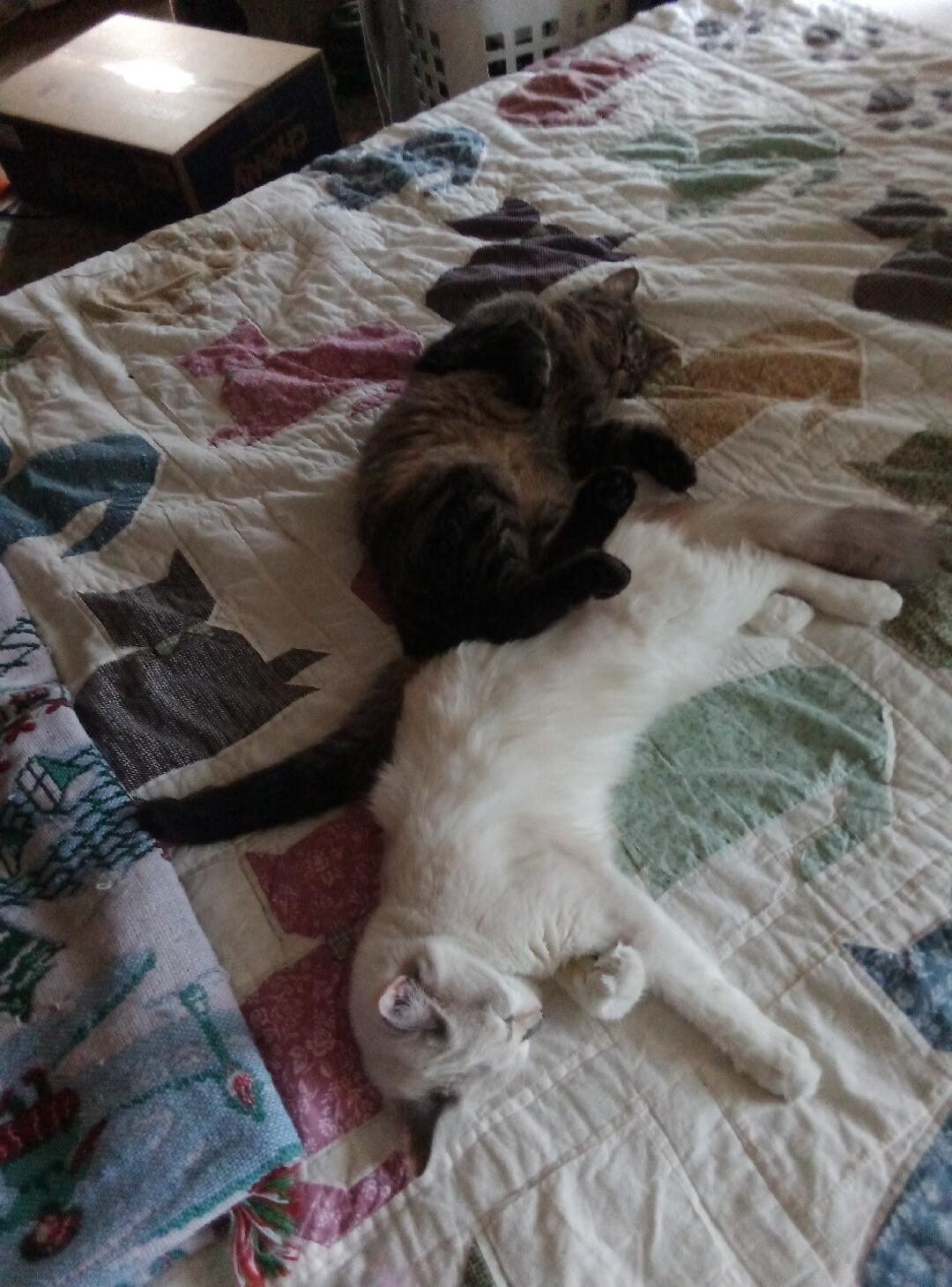 Two cats lounging on a quilt.