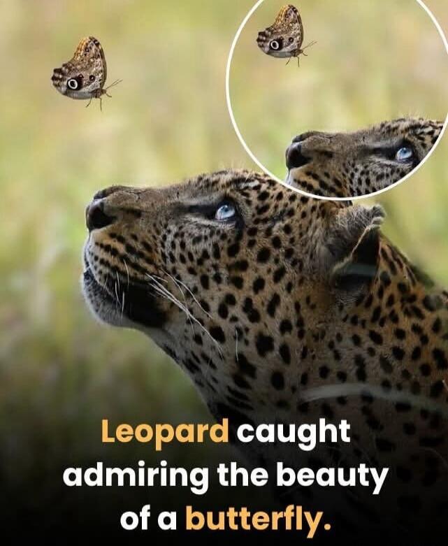 Leopard caught admiring the beauty of a butterfly.