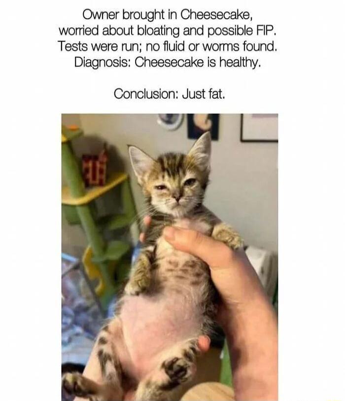 Owner brought in Cheesecake worried about bloating and possible FIP Tests were run no fluid or worms found Diagnosis Cheesecake is healthy Conclusion Just fat