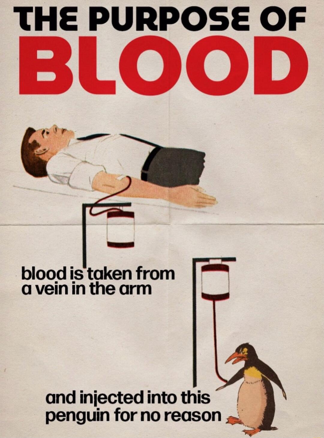 THE PURPOSE OF BLOOD blood is taken from a vein in the arm and injected into this penguin for no reason