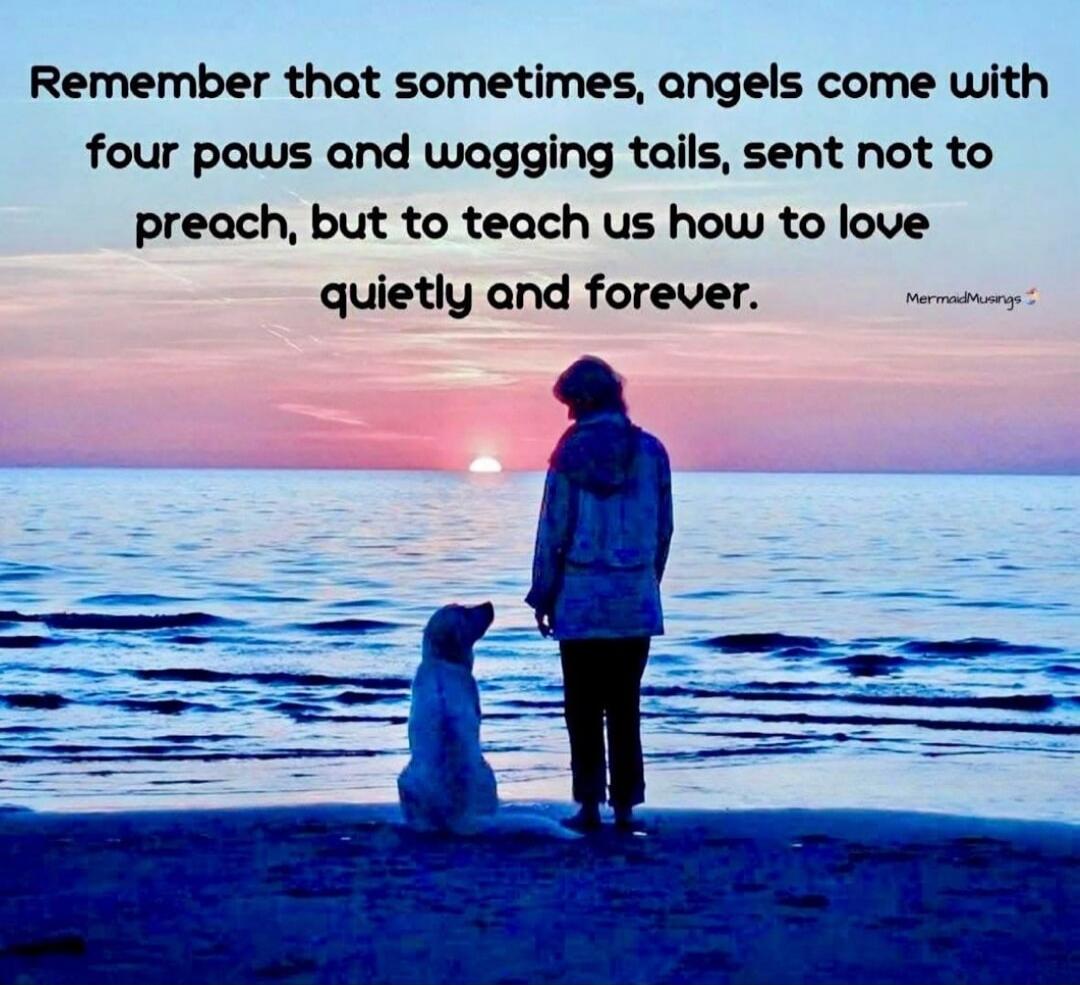 Remember that sometimes, angels come with four paws and wagging tails, sent not to preach, but to teach us how to love quietly and forever.