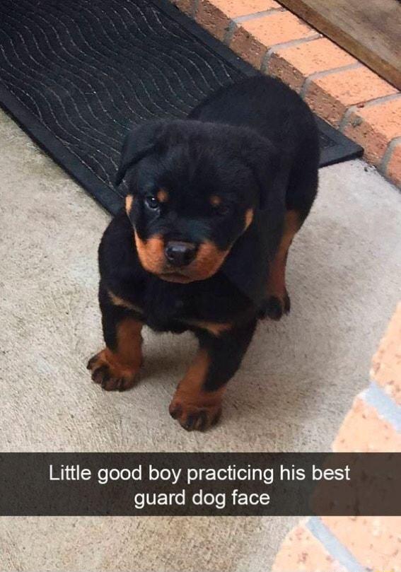 Little good boy practicing his best T Re eI R