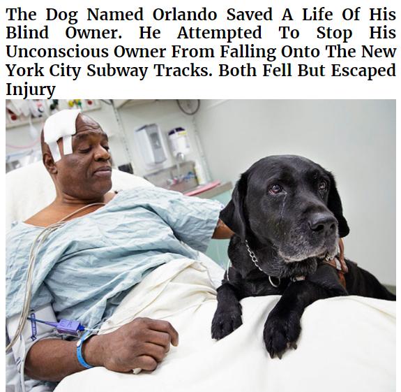 The Dog Named Orlando Saved A Life Of His Blind Owner He Attempted To Stop His Unconscious Owner From Falling Onto The New York City Subway Tracks Both Fell But Escaped Inury Aot A AN
