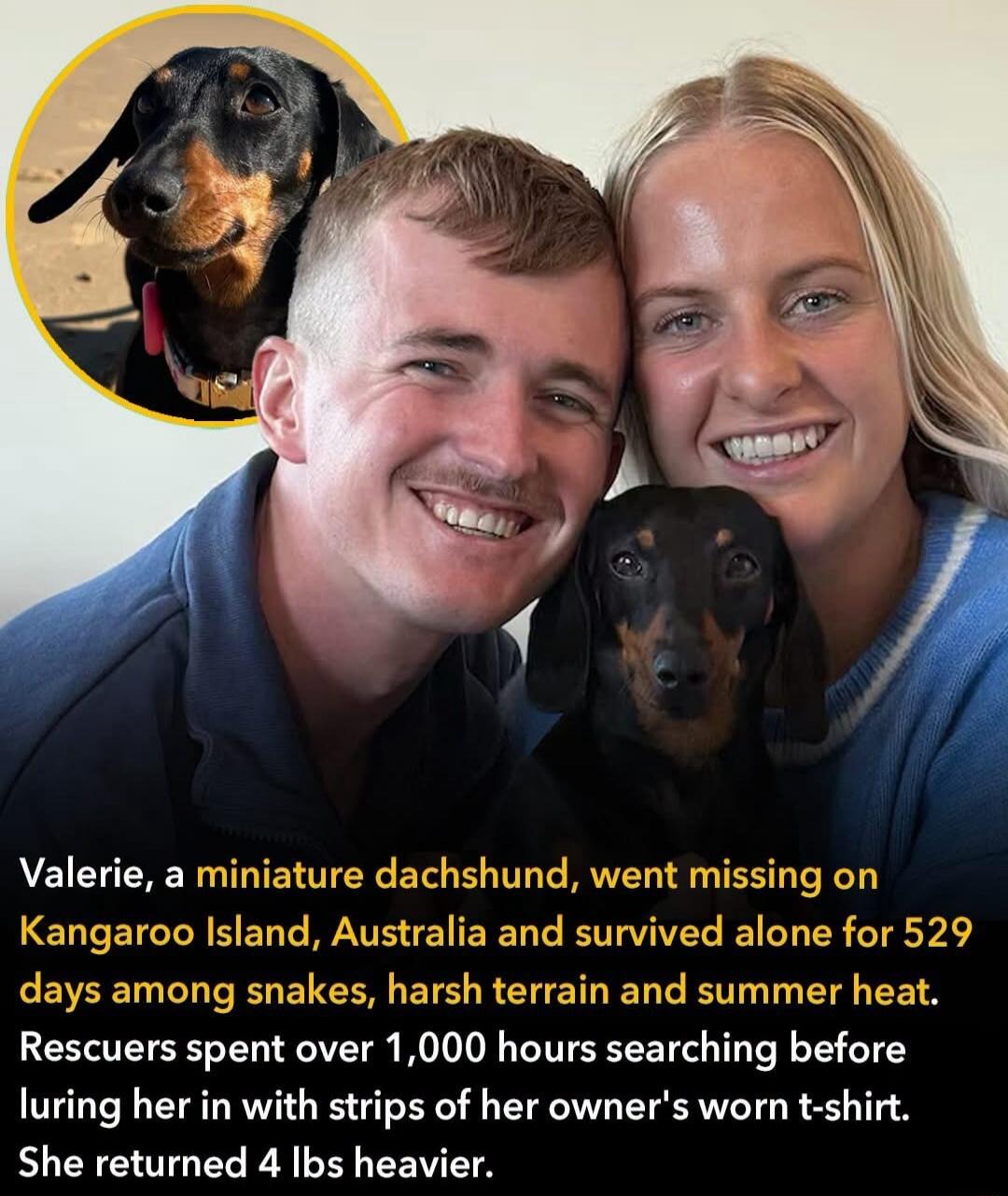 Valerie, a miniature dachshund, went missing on Kangaroo Island, Australia and survived alone for 529 days among snakes, harsh terrain and summer heat. Rescuers spent over 1,000 hours searching before luring her in with strips of her owner's worn t-shirt. She returned 4 lbs heavier.