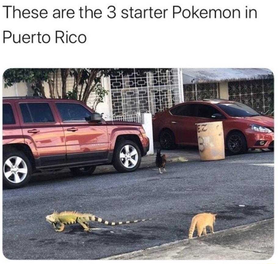 These are the 3 starter Pokemon in Puerto Rico