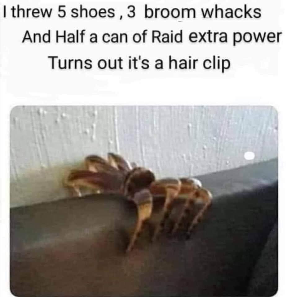 threw 5 shoes 3 broom whacks And Half a can of Raid extra power Turns out its a hair clip