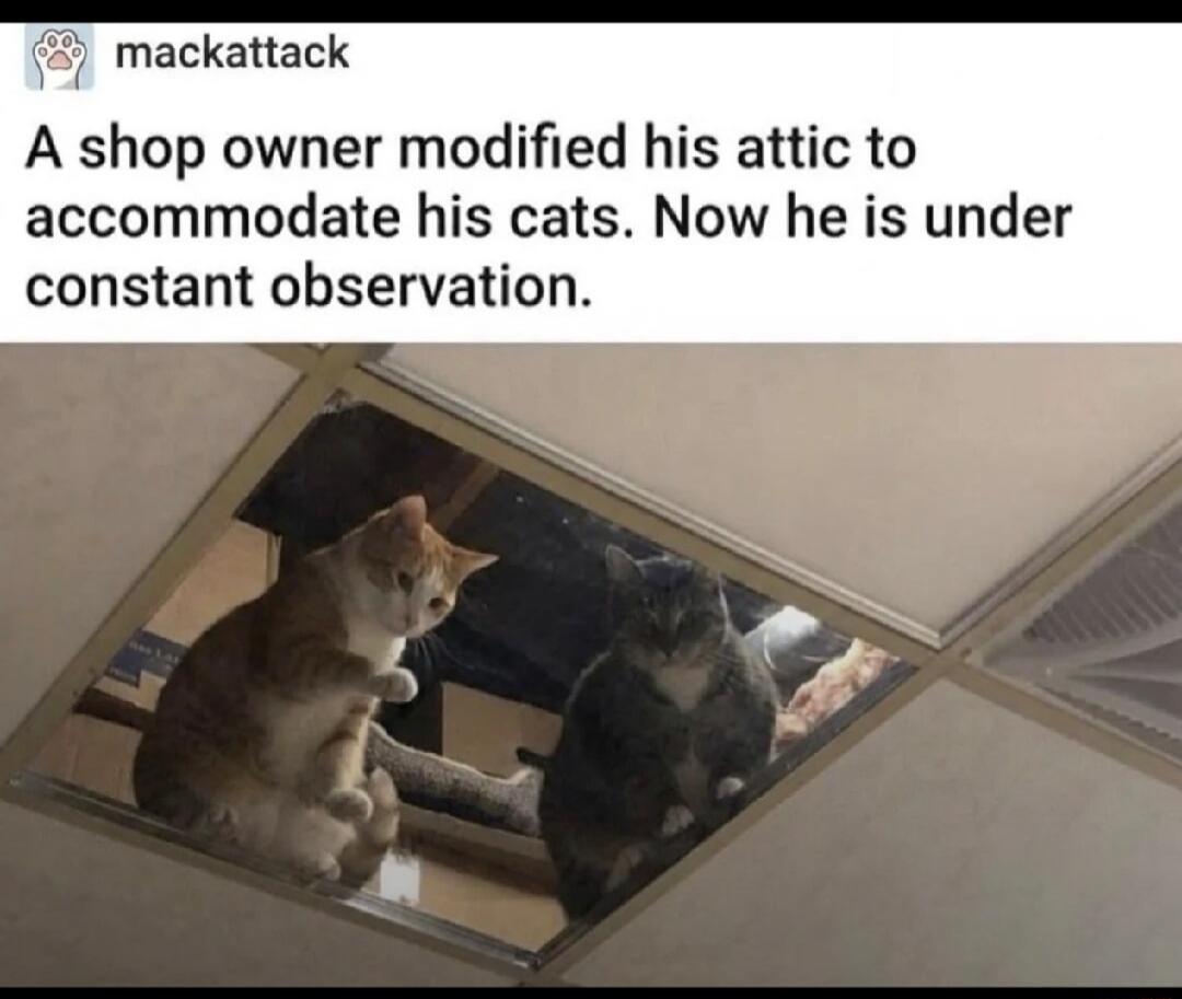 A shop owner modified his attic to accommodate his cats. Now he is under constant observation.