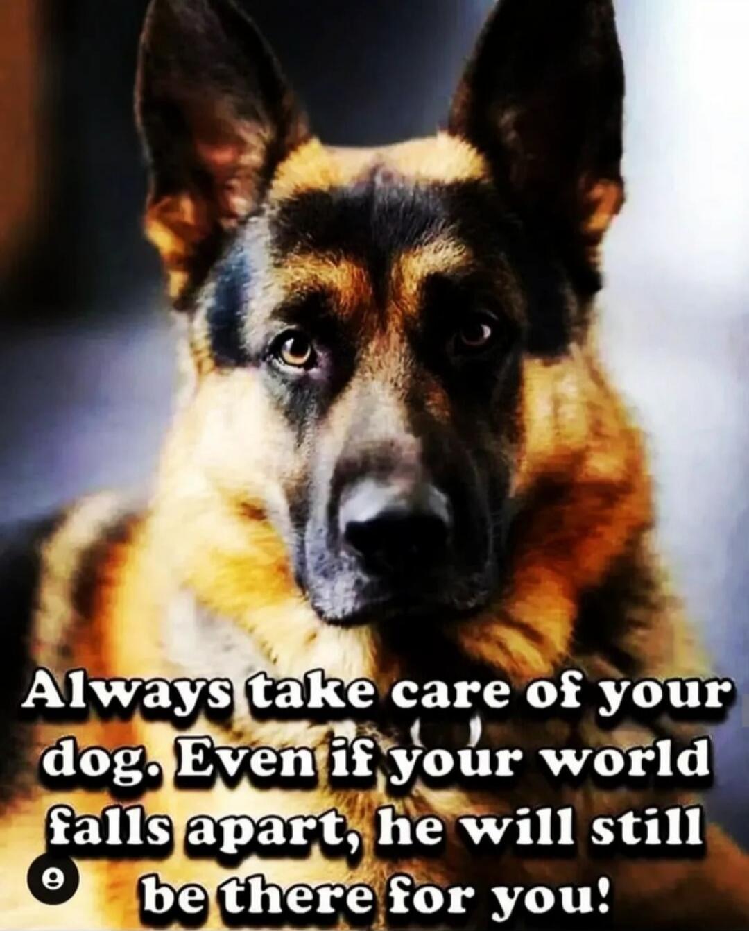 Always take care of your dog. Even if your world falls apart, he will still be there for you!