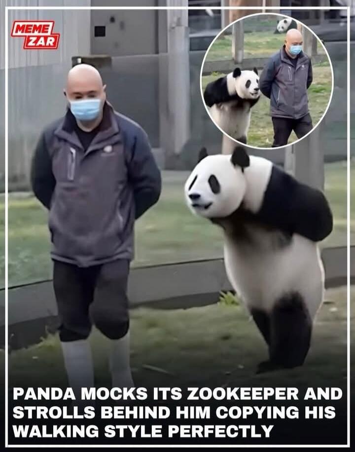 PANDA MOCKS ITS ZOOKEEPER AND STROLLS BEHIND HIM COPYING HIS WALKING STYLE PERFECTLY