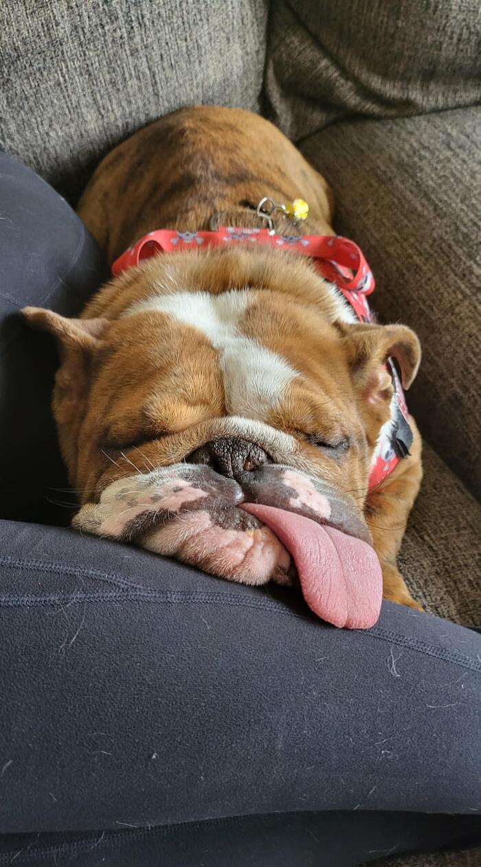 A bulldog sleeping on a couch with its tongue sticking out, wearing a red bandana.