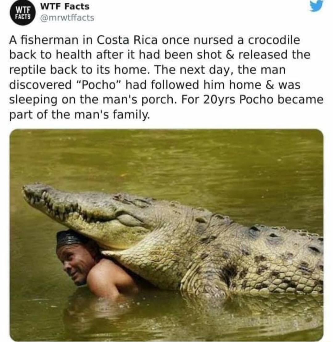 WTF Facts A fisherman in Costa Rica once nursed a crocodile back to health after it had been shot released the reptile back to its home The next day the man discovered Pocho had followed him home was sleeping on the mans porch For 20yrs Pocho became part of the mans family