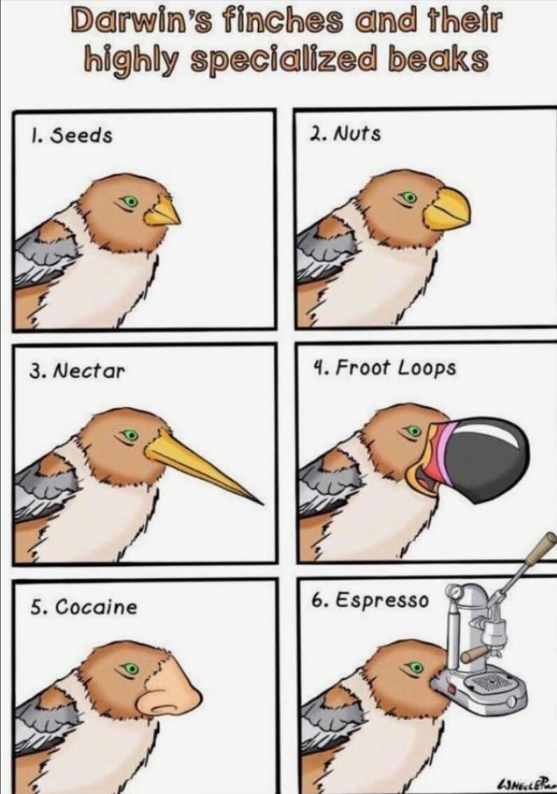 Darwins finches and their highly specialized beaks