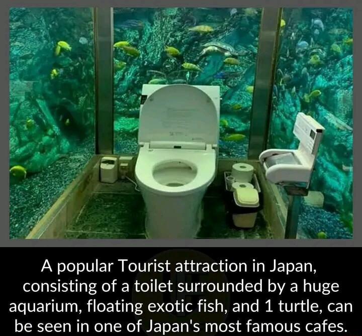 A popular Tourist attraction in Japan consisting of a toilet surrounded by a huge aquarium floating exotic fish and 1 turtle can be seen in one of Japans most famous cafes