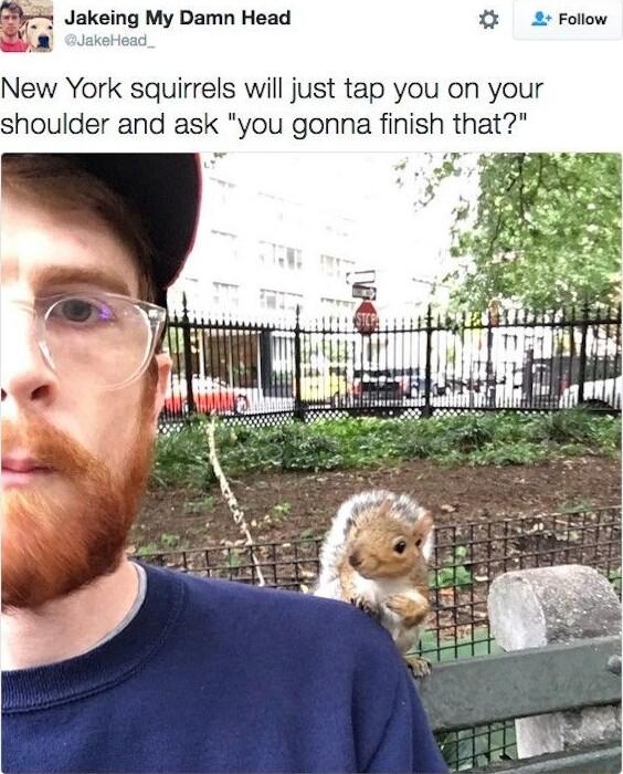2 Follow New York squirrels will just tap you on your shoulder and ask you gonna finish that