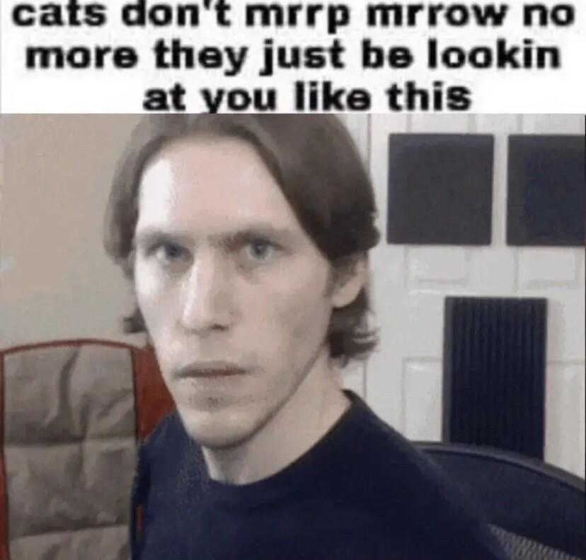 gont mrrp mrrow no more they just be lookin at you like this
