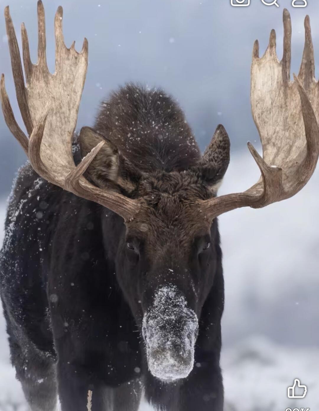 A moose with large antlers standing in a snowy environment. Snow is on its nose and around its snout.