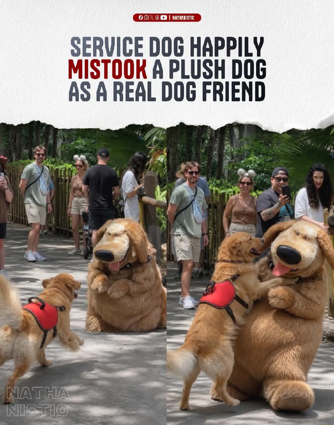 SERVICE DOG HAPPILY MISTOOK A PLUSH DOG AS A REAL DOG FRIEND