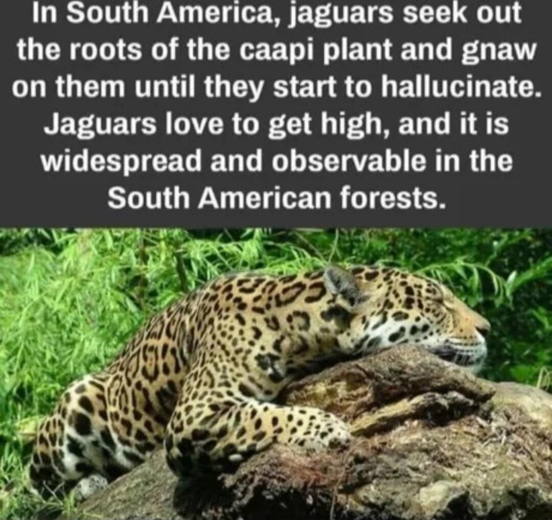 In South America jaguars seek out UCE G EN R GEE RN ERTED T G ETY CORGEL T ARG A ELR G EUTTELETCN RETOETN MR GR CIR O REG L AT LG EECEG DT G EEVE L R R G T South American forests N s R L