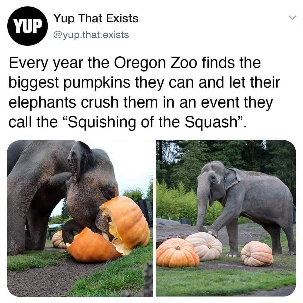 Yup That Exists yupthatexists Every year the Oregon Zoo finds the biggest pumpkins they can and let their elephants crush them in an event they call the Squishing of the Squash