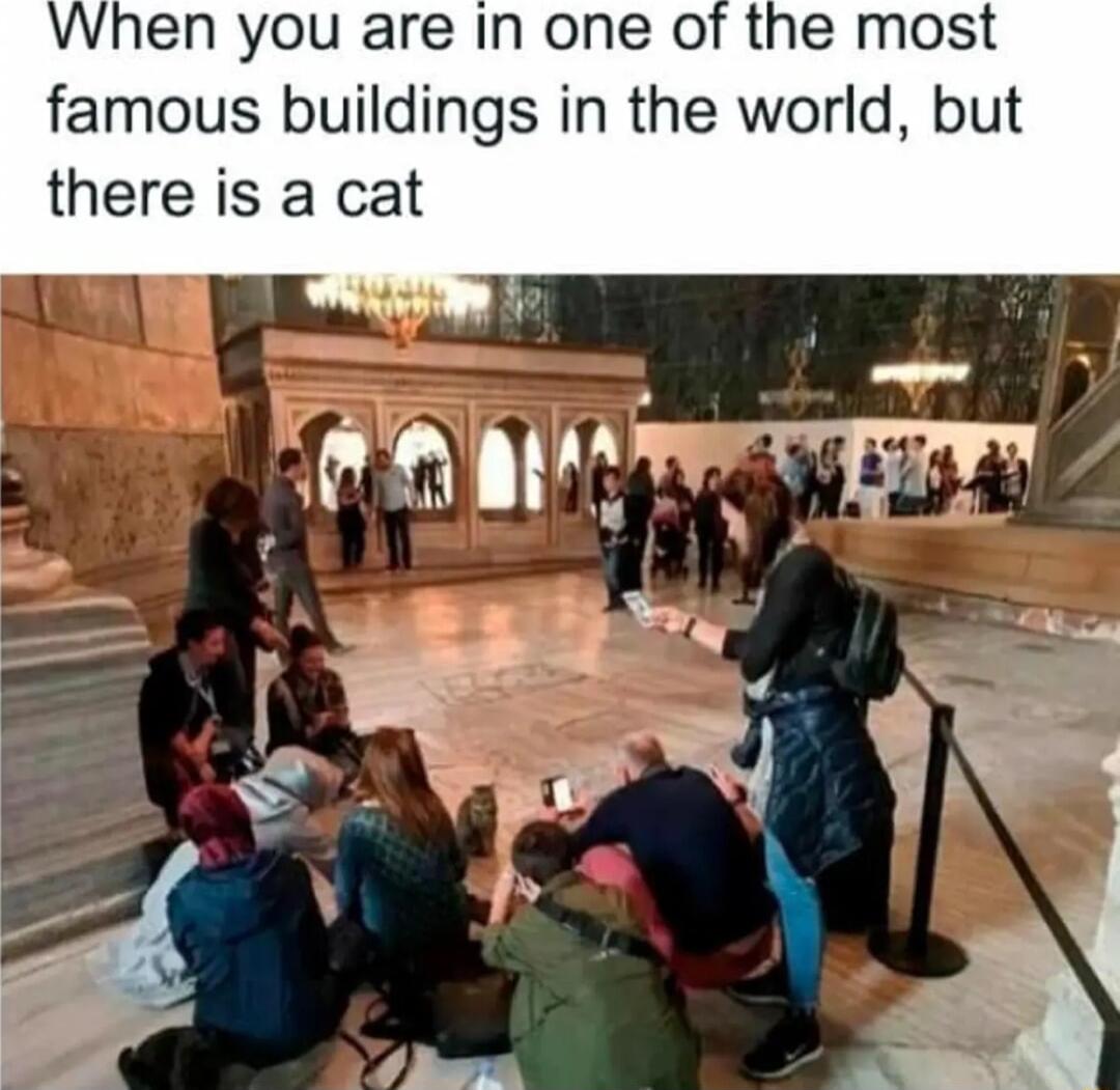 When you are In one of the most famous buildings in the world but there is a cat i Tl o e J I