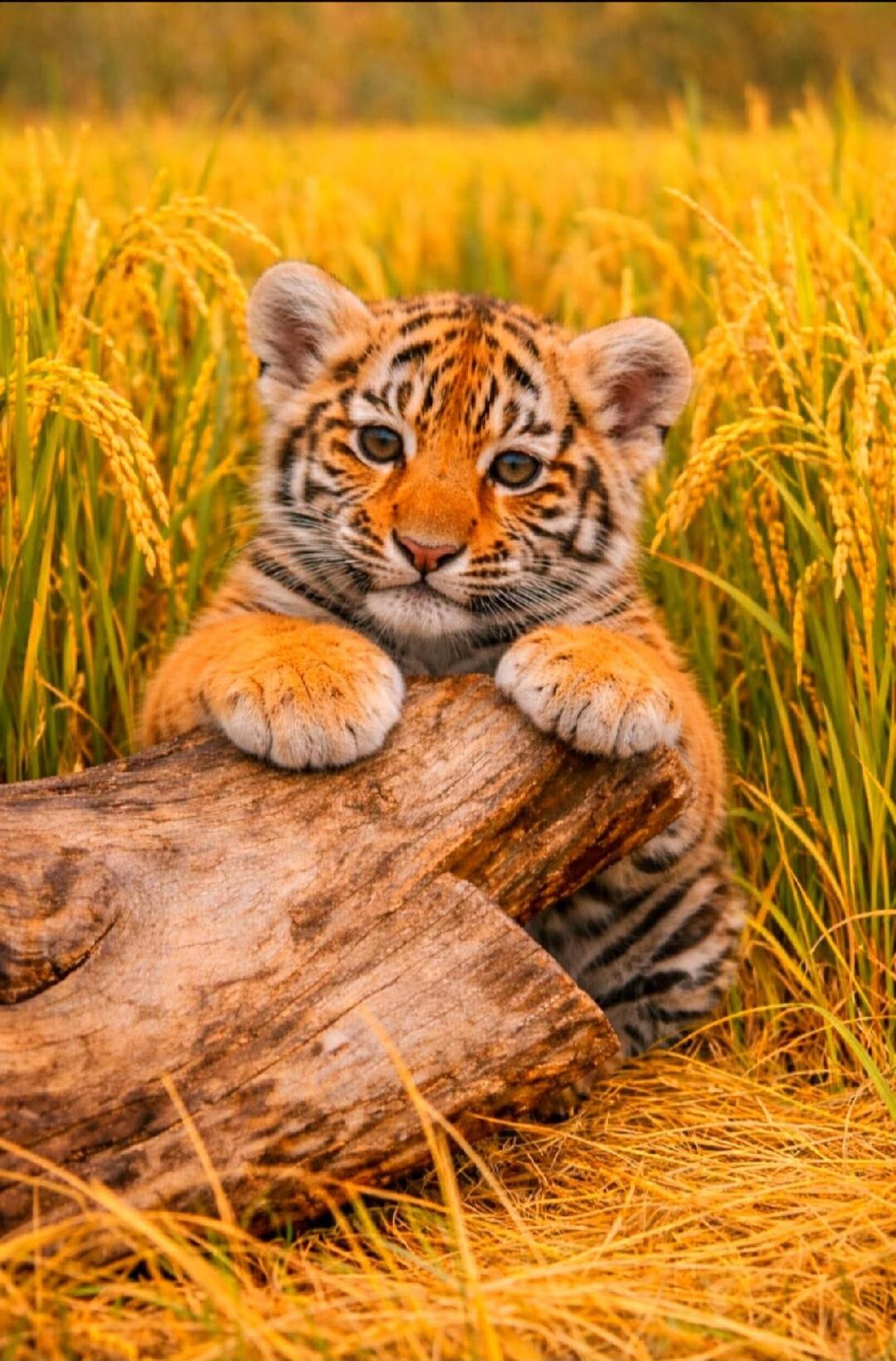 A cute tiger cub peeking out from behind a log, surrounded by golden grass.