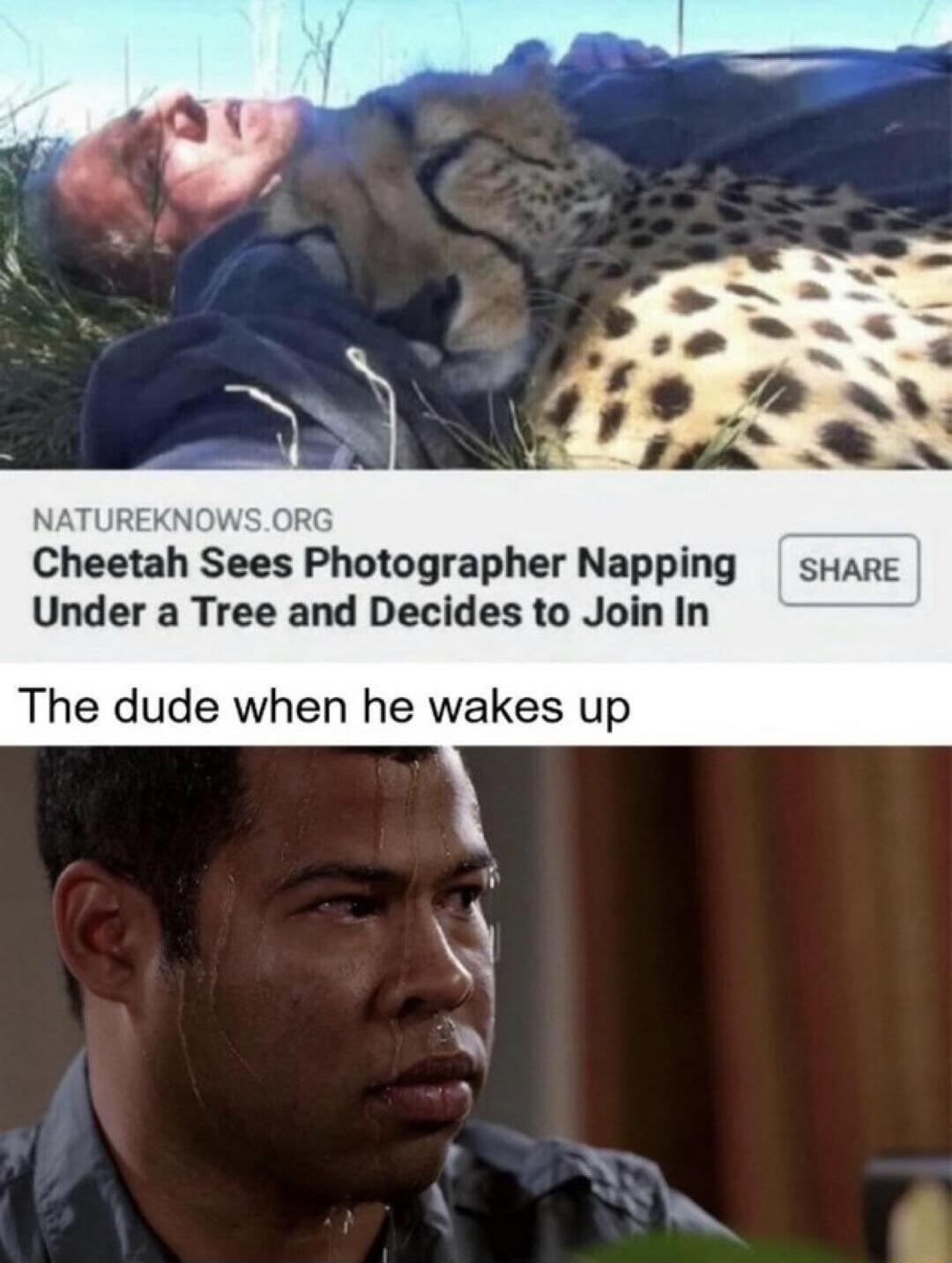R Cheetah ees Photographer Napping suare Under a Tree and Decides to Join In The dude when he wakes up